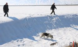 Hayatını Kaybeden 12 Yaşındaki Eslem’in Ardından Sokak Köpekleri Çalışmaları Başladı