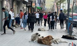 Yüksekova’da Sokak Köpeklerinin Tehdidi: “Başka Canlar Yanmasın”