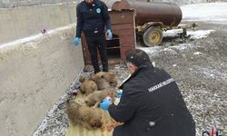 Hakkari Belediyesi, Soğuk Havalarda Sokak Hayvanları İçin Şefkat Gösterdi