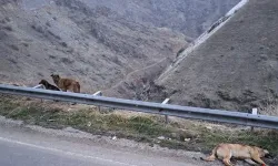 Hakkâri’de Köpek Zehirlenmesi Skandalı: Çöplükte Çok Sayıda Ölü Köpek