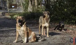 Bakanlık valiliklere iletti: Belediyelere sahipsiz köpek başına 71 bin TL ceza geliyor