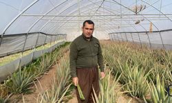 Hakkâri'de Aloe Vera Üretimi Yükseliyor, Ancak Pazarlama Sorunları Üreticiyi Zorluyor