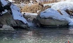 Hakkari'de Su Samurunun Yeniden Görülmesi Çevreyi Sevindirdi