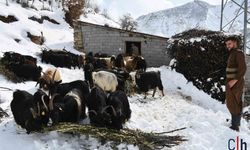 Meşe Yaprakları Hayvancılığın Kış Menüsü Oldu