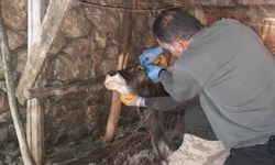 Yüksekova’da Tarım Ekipleri Büyük Baş Hayvanlar İçin Görevde