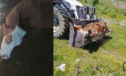 Hakkari'de Bir Ailenin Tek Gelir Kaynağıydı