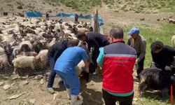 Hakkari'de Şap Hastalığına Karşı Aşılama Seferberliği