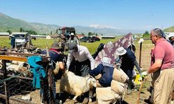 Hakkari'de Tarım ve Orman Müdürlüğü Ekipleri, Şap Hastalığına Karşı Sahada