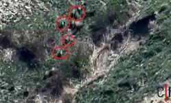 Hakkari'de Yaban Domuzları Sürüler Halinde Görüntülendi
