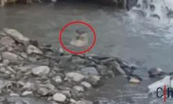 Hakkâri'de Sıradışı Bir Canlı Görüntülendi
