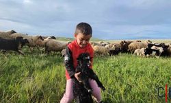 Nisan Yağmurları Sonrası Yayla Yolculuğu Başladı