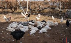 Hakkari’de Başıboş Köpekler Kümese Saldırdı: 30 Tavuk Telef Oldu