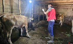 Hakkari’de Şap Hastalığına Karşı Kırsalda Yoğun Aşılama