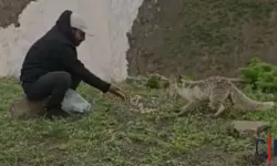 Hakkari’de Yaylada Tilkiyle Kurulan Bağ Görenleri Şaşırttı