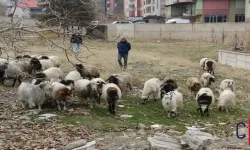 Hakkari’de Bu Yıl Kurban Pazarı Kurulmayacak