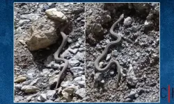 Hakkari’de Nadir Görünen Zehirli Engerek Yılanı Görüntülendi