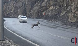 Hakkari’de Dağ Keçileri Şehirde Görüntülendi