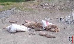 Hakkari'de Kurban Atıkları Yol Kenarına Bırakıldı, Vatandaşlar Tepkili