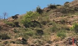 Yaban Hayatının Sessiz Tanıkları Hakkari'de Görüntülendi