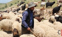 Hakkari’de Yabancı Çobanlar İstihdam Edilebilecek, Başvurular Başladı