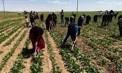 Güneşin Altında Çalışıyoruz, Kazancımız Yetmiyor