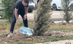 Yüksekovalı Esnaflar Kendi İmkanlarıyla Orta Refüjdeki Ağaçları Suluyor
