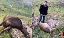 Hakkari'de Yıldırım Düşmesi Sonucu 3 İnek Telef Oldu