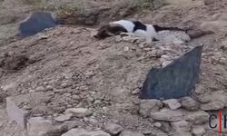 Hakkari'de Vefa Örneği: Genç Adamın Köpeği Mezarından Ayrılmıyor