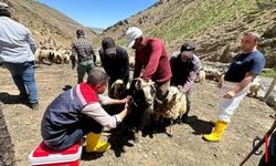 Hakkari'de 480 Bin Küçükbaş ve 26 Bin Büyükbaş Hayvan Aşılandı