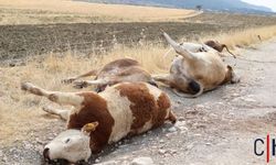 Elektrik Direklerinden Gelen Felaket: 6 İnek Akıma Kapıldı