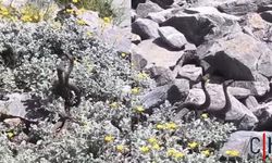 Hakkari'de Kayalıklar Arasında Dans Eden Yılanlar Kamerada