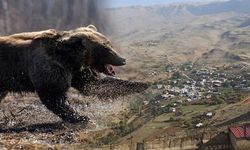 Hakkari’de Yaylada Ayı Saldırısı: Genç Çoban Yaralandı