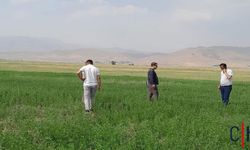 Yüksekova’da Yem Bitkileri İçin Tarımsal İnceleme Başlatıldı