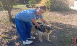 Sahibinin Mezarını Terk Etmeyen Köpeğe Ceylan Ertem Kucak Açtı