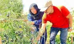 Hakkari'de Kadın Girişimciden Siyah Domates Üretimi