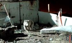 Hakkari’de Ayı ve Yavruları Şantiyeye İndi
