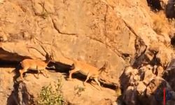 Hakkari Karayolunda Sürü Halinde Dağ Keçileri Görüntülendi