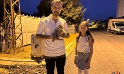Hakkari'de 12 Yaşındaki Narin, Yaralı Kediyi Hayata Döndürdü