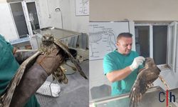 Hakkari’de Yaralı Şahin Tedavi Edildi, Doğaya Salındı