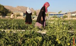 Kadın Kent Bostan'ında İlk Ürünler Toplandı