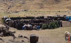 Bêrîvanların Zorlu Yayla Yaşamı ve Koçerlik Mirası