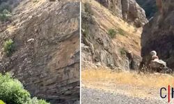 Nesli Tehlikede Olan Akbaba Hakkari'de Görüntülendi