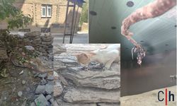 Hakkari’nin Gazi Mahallesi’nde su deposunda ölü fare bulundu