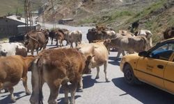 Hakkari Belediyesi Duyurdu: Hayvan Besleme Yasağına Uymayanlara Ceza Yolda