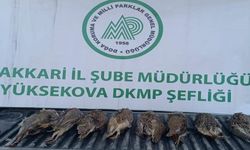 Hakkari’de keklik avlayan şahsa ceza
