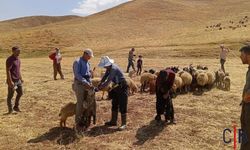 Hakkari'de Küçükbaş Hayvanlara Aşılama Seferberliği