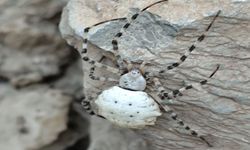 Hakkari’de Görüldü Dünyanın En Zehirli Örümceklerinden