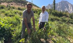 Hakkari’de Yerli Üzüm Bereketi