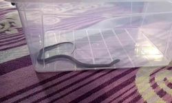 4. Kattaki Çocuk Odasında Yılan Panik Yaratı