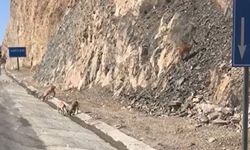 Hakkari’de Seyir Tepesi Karşısında Yavrularıyla Su İçen Dağ Keçileri İlgi Odağı Oldu
